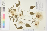 田代氏鐵線蓮藏品圖，第1張