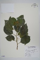 蘭嶼厚殼樹藏品圖，第1張