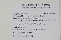 蘭嶼厚殼樹藏品圖，第2張