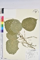 花蓮鐵莧、臺東鐵莧藏品圖，第1張