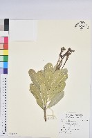 蘭嶼土沉香藏品圖，第1張