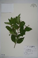 草野氏冬青藏品圖，第1張