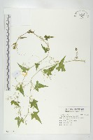 合子草藏品圖，第1張