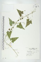 合子草藏品圖，第1張