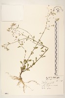 一枝香藏品圖，第1張