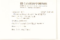 美洲闊苞菊藏品圖，第2張