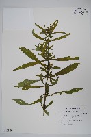 水蓑衣藏品圖，第1張