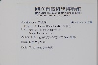 水蓑衣藏品圖，第2張