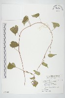 水蓑衣藏品圖，第3張