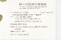 水蓑衣藏品圖，第4張