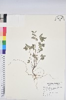 紫斑大戟藏品圖，第1張