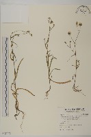 粘毛假蓬藏品圖，第1張