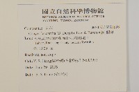 粘毛假蓬藏品圖，第2張