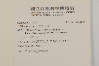 白花鬼針藏品圖，第2張