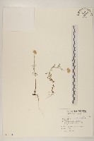 細葉鼠麴草藏品圖，第1張