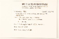 細葉鼠麴草藏品圖，第2張