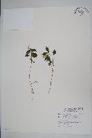 紫花鳳仙花藏品圖，第1張