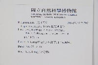 紫花鳳仙花藏品圖，第2張