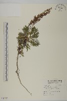 太魯閣艾藏品圖，第1張