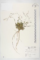 台灣筷子芥藏品圖，第1張