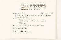 福山氏飛蓬藏品圖，第2張