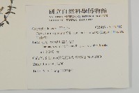 玉山卷耳藏品圖，第2張