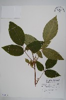 臺灣藤漆藏品圖，第1張