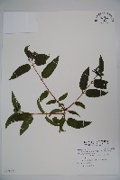 阿里山忍冬、漸尖葉忍冬藏品圖，第1張