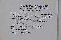 阿里山忍冬、漸尖葉忍冬藏品圖，第2張