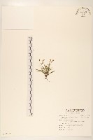 能高刀傷草藏品圖，第1張