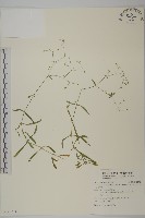 玉山卷耳藏品圖，第1張