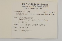 玉山卷耳藏品圖，第2張