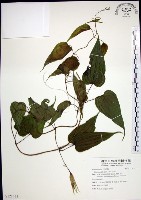 百部藏品圖，第1張