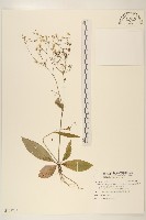 刀傷草藏品圖，第1張