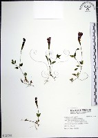 倒地蜈蚣藏品圖，第1張