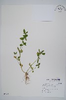 匙葉蓮子草藏品圖，第1張