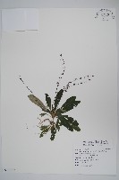 哈哼花藏品圖，第1張