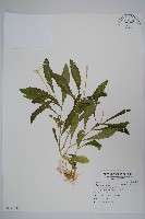 馬醉草、許氏草藏品圖，第1張