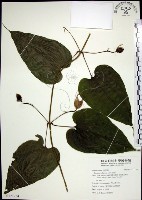百部藏品圖，第1張