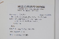 裂葉秋海棠、巒大秋海棠藏品圖，第2張