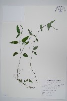 針刺草藏品圖，第1張