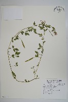 平伏莖白花菜、成功白花菜藏品圖，第1張
