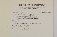 掃帚菊藏品圖，第2張