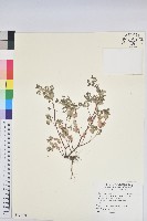 紫斑大戟藏品圖，第1張