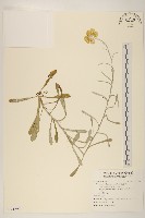 秋鼠麴草藏品圖，第1張