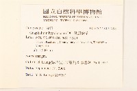 秋鼠麴草藏品圖，第2張