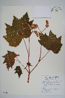 裂葉秋海棠、巒大秋海棠藏品圖，第1張