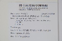 裂葉秋海棠、巒大秋海棠藏品圖，第2張