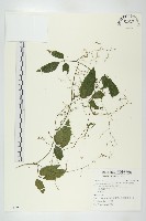 絞股藍藏品圖，第1張