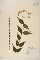 田代氏澤蘭藏品圖，第1張